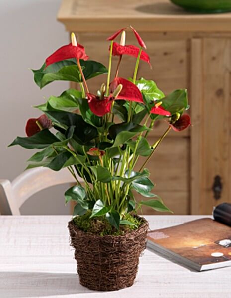 Pianta di anthurium