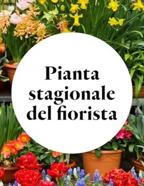 Pianta stagionale del fiorista