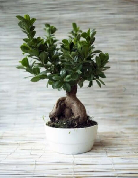 Bonsai ficus ginseng 