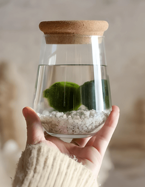 Marimo 