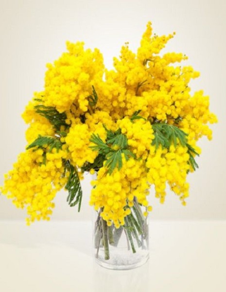 Bouquet tutta mimosa