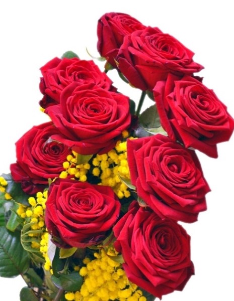 9 rose rosse con mimosa 