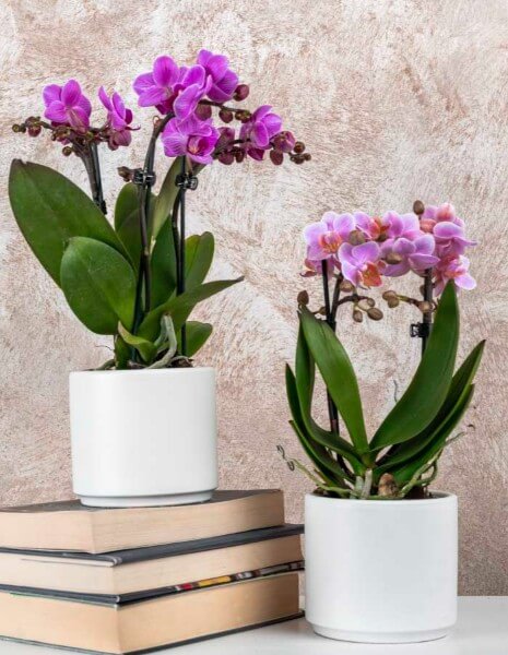 Orchidea piccola con vaso in ceramica 