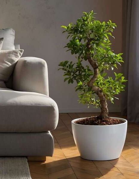 Bonsai gigante con vaso in ceramica 